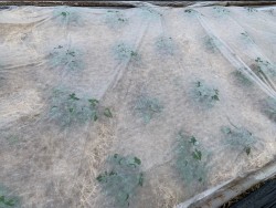 BIO-Pflanze Süßkartoffel Kaukura