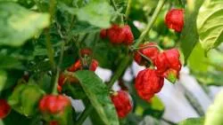 BIO-Gemüsepflanze Chili extrem scharf 'Dragon's Breath'