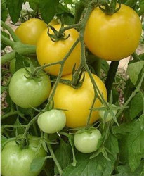 BIO-Samen Busch-Tomate normalfrüchtig 'Yellow Taxi'