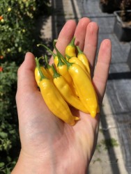 C BIO-Pflanze Chili scharf Lemon Drop