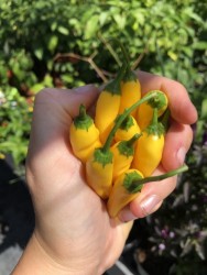 C BIO-Pflanze Chili scharf Lemon Drop