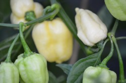 BIO-Pflanze Chili sehr scharf 'Habanero Giant White'