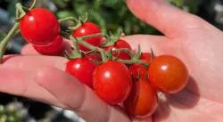 BIO-Pflanze Kirschtomate 'Philamina'