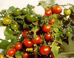 BIO-Samen Tomaten Balkon- Minibel