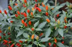 BIO-Saatgut Chili scharf 'African Devil'
