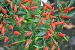 BIO-Saatgut Chili scharf 'PiriPiri' Birdeye-Chili