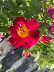 BIO-Rose Bienenrose 'Weg der Sinne®' - Bienenfreund