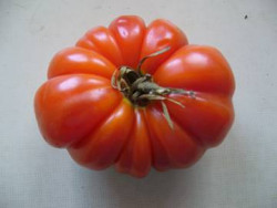 BIO-Samen Tomate Fleisch- Costeluto, Sardische Fleischtomate