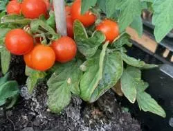 BIO-Saatgut Tomate 'Sibirische Zimmertomate' Balkontomate