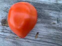 BIO-Tomatenpflanze 'Corazon de Buey' Alte Fleischtomatensorte
