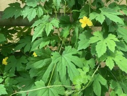 Bio-Saatgut Bittergurke, Bittergourd