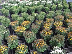 F3 BIO-Blumen Garten-Chrysantheme gelb