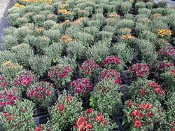 F3 BIO-Blumen Garten-Chrysantheme orangerot