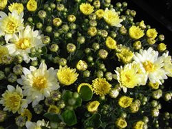 F3 BIO-Blumen Garten-Chrysantheme weiß
