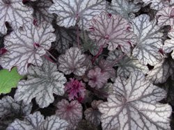 BIO-Blumen Purpurglöckchen Blackberry Jam