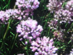 BIO-Kräuterpflanze Schnittknoblauch Rosa