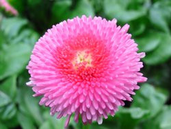 H8 BIO-Blumen Bellis rosa