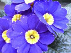 H5 BIO-Blumen Primel blau