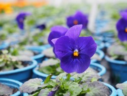 BIO-Blumen Hornveilchen dunkelblau 8 Stück