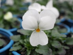 BIO-Blumen Hornveilchen weiß-creme 8 Stück