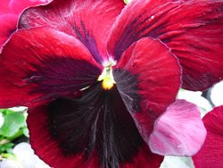 BIO-Blumen Stiefmütterchen rot   8 Stück