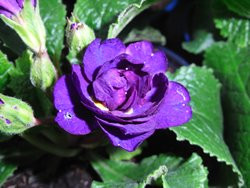 BIO-Blumen Primel Englische- Belarina Cobald Blue gefüllt blau