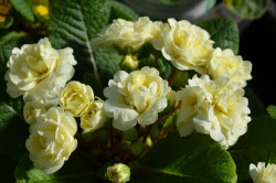 BIO-Blumen Primel Englische- Belarina Cream gefüllt cremeweiß