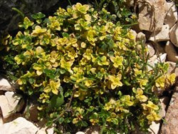 H8 Zitronenthymian Doone Valley BIO-Kräuter-Pflanze