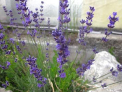 H4 Echter Lavendel Siesta BIO-Kräuterpflanze