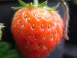 F2 BIO-Pflanze Erdbeere Mieze Schindler