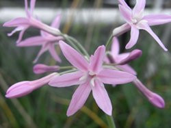 BIO-Kräuter-Pflanze Südseeknoblauch (Zimmerknoblauch) lila