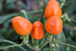 BIO-Pflanze Chili scharf 'Capela Orange'