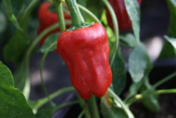 C BIO-Pflanze Paprika leicht scharf Türkischer Gewürzpaprika