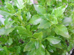 BIO-Basilikumpflanze Provence-Basilikum