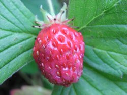 BIO-Erdbeer-Pflanze Moschus-Zimt