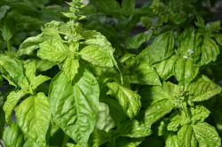 H3 BIO-Basilikum-Pflanze Salatblättriges Basilikum, Neapolitanisches Basilikum