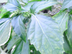 BIO-Basilikumpflanze Paprikabasilikum
