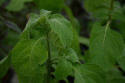BIO-Basilikum-Pflanze Ostindien-Tulsi