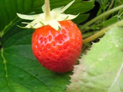BIO-Pflanze Erdbeere Monats- Mara des Bois