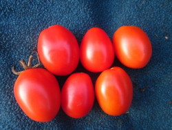 BIO-Pflanze Ampeltomate olivenfrüchtig Small Egg