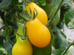 BIO-Pflanze Cocktail-Tomaten Yellow Submarine Alte Tomatensorte