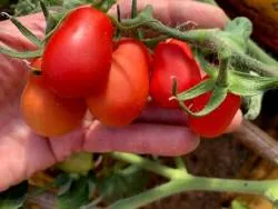 Busch-Eier-Tomate 'Saucy'