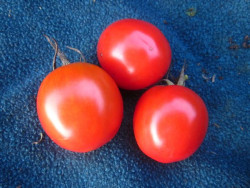 BIO-Pflanze Busch-Tomate 42 Tage Alte Tomatensorte