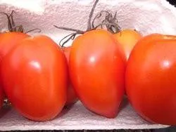BIO-Pflanze Busch-Tomate Kremser Perle Alte Tomatensorte