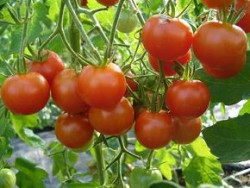 BIO-Pflanze Tomate Kirsch- Mexikanische Honigtomate Alte Sorte