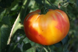 BIO-Pflanze Tomate Fleisch- Ananas Alte Tomatensorte