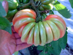 BIO-Pflanze Fleisch-Tomate Gezahnte Bührer Keel Alte Tomatensorte