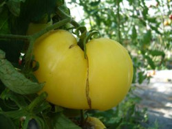 BIO-Pflanze Tomate Fleisch- Giant White Beefsteak Alte Tomatensorte