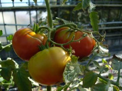 BIO-Pflanze Fleisch-Tomate Marmande Alte Tomatensorte