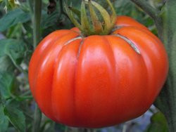 BIO-Pflanze Tomate Fleisch- Costeluto, Sardische Fleischtomate Alte Tomatensorte